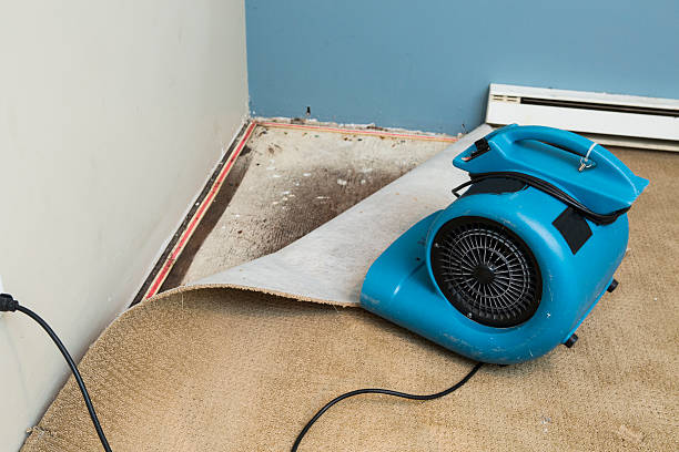 Best Water damage cleanup near me  in Dortches, NC